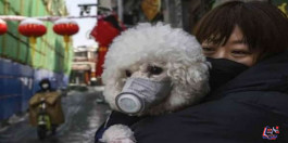 هل الحيوانات ومصادرها تنقل عدوى فيروس كورونا للإنسان ؟