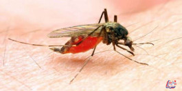 مرض الملاريا Malaria