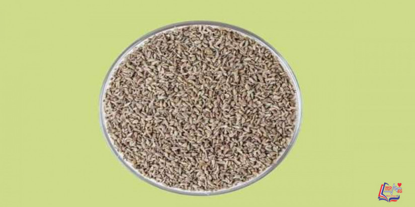 فوائد اليانسون للكحه ولماذا يجب تناول هذا المشروب؟