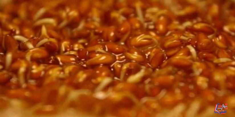 فوائد حب الرشاد للمفاصل بين تجارب شخصية وعلمية