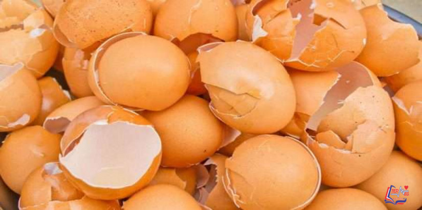 فوائد قشر البيض .. ربما تتخلص من كنز وأنت لاتدرى!