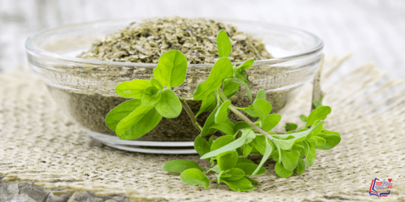 عشبة البردقوش .. فوائدها و أضرارها و طريقة استخدامها