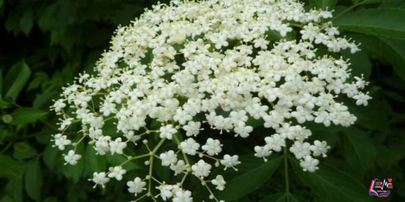 زهرة البيلسان .. وفوائدها الطبية الرائعة