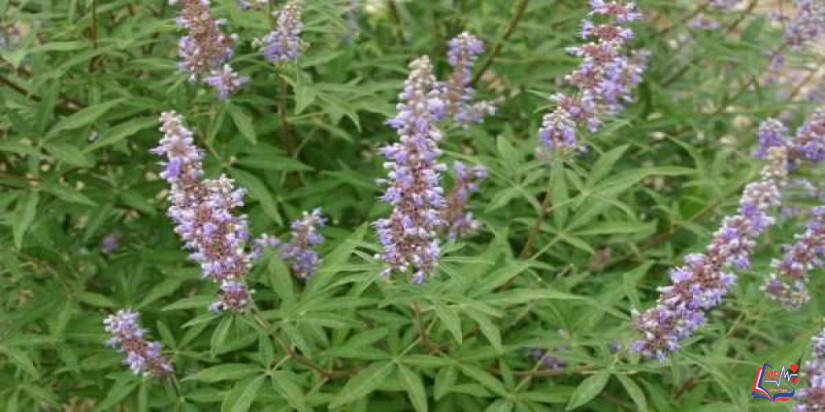 عشبة كف مريم و أهم فوائدها