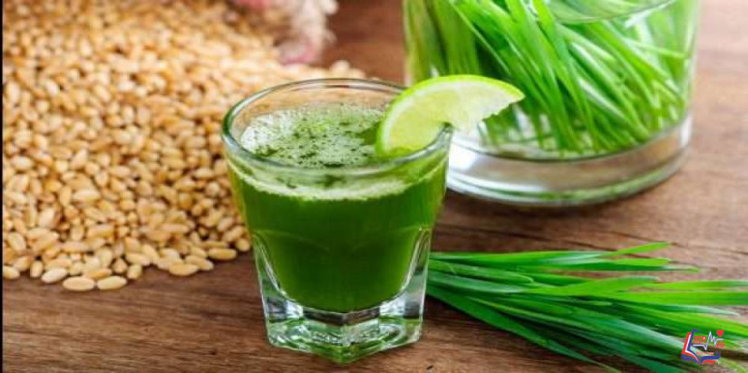 فوائد عصير القمح (براعم القمح) .. وكيف يمكن استخدامه