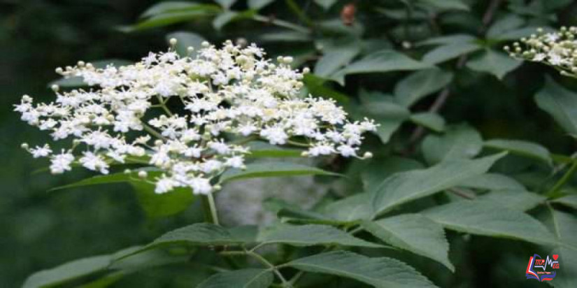 فوائد البيلسان أو الخمان الأسود.. خزانة الأدوية الطبيعية