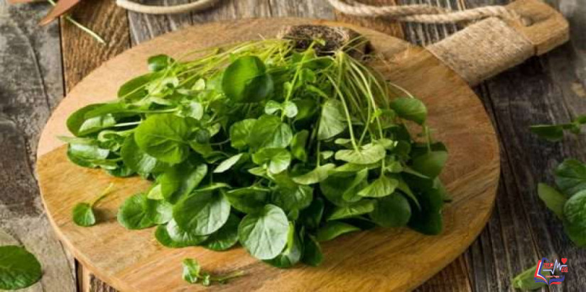 أهمية الجرجير للشعر .. وهل يمكن صنع ماسك الجرجير للشعر ؟