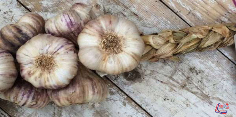 تكثيف الشعر بالثوم .. وفاعليته في علاج الثعلبة وتنبيه هام