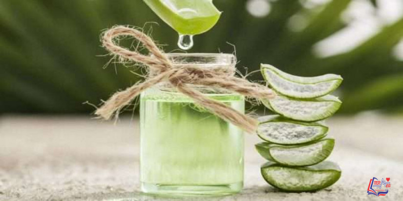 ماسك الصبار للشعر .. يجعل شعرك أكثر صحة ولمعان ونعومة