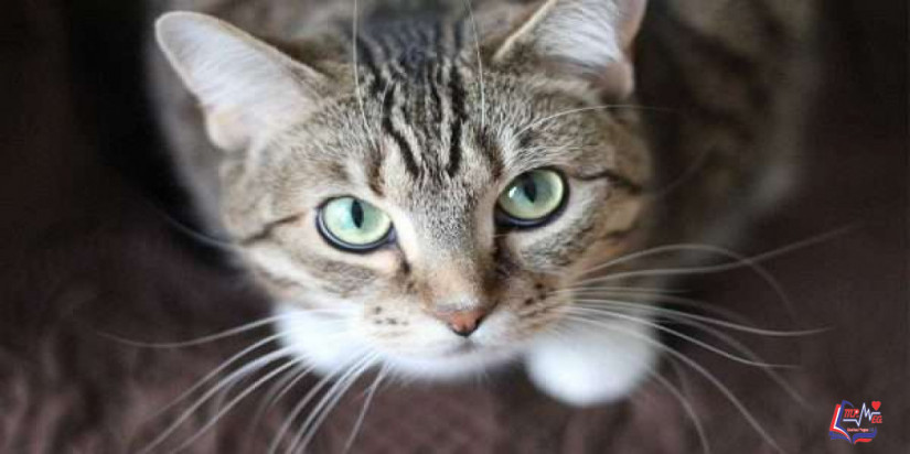 فوبيا القطط أو أيلوروفوبيا .. ما هي؟ وهل يمكن علاجها؟