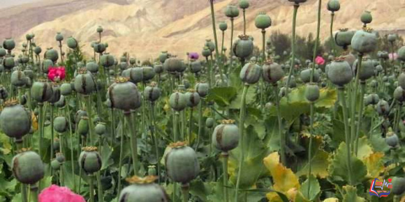 الأفيون علاج قديم تحول لإدمان.. تعرف على أعراض ادمان الافيون