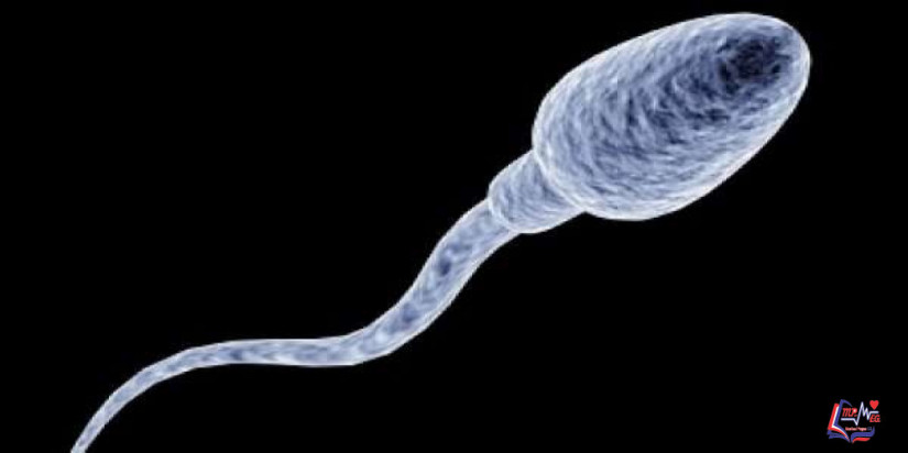 هل يحدث حمل مع قلة الحيوانات المنوية؟ اكتشف الإجابة