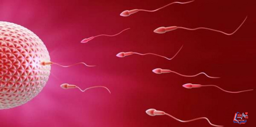 تحليل السائل المنوى للرجل ونتائجه