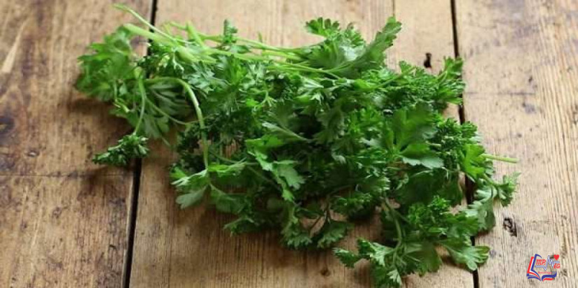 انفوجرافيك  فوائد البقدونس الطبية