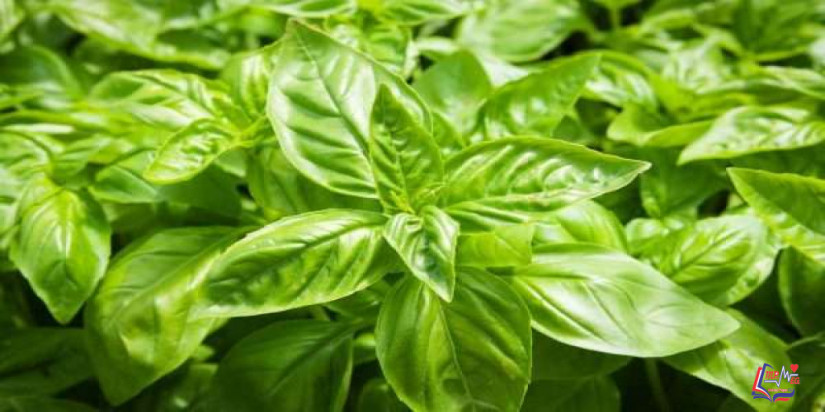 فوائد الريحان للشعر .. هل يمكن علاج الشيب بالريحان؟ و9 علاجات للشيب