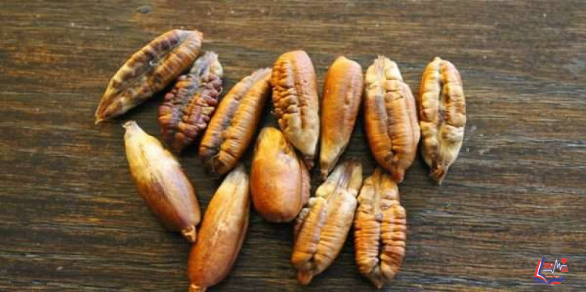 فوائد نواة التمر للشعر في علاج القشرة.. وفوائد زيت النواة في الترطيب