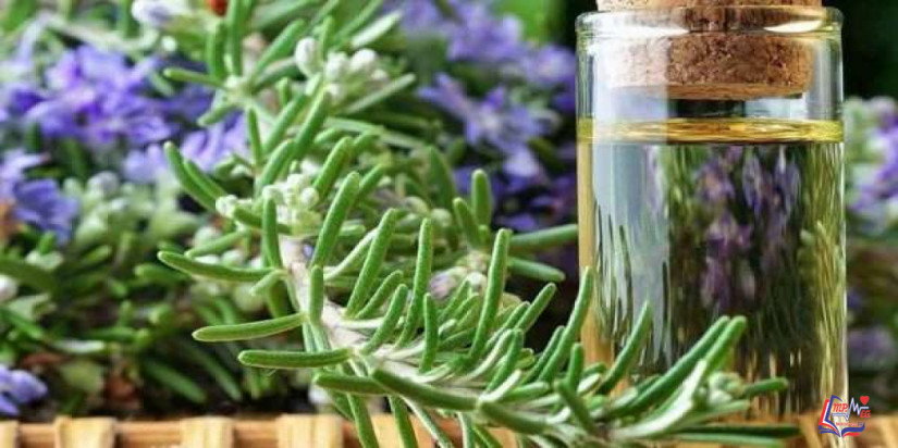 فوائد اكليل الجبل للشعر وكيفية استخدامه.. ونصائح هامة