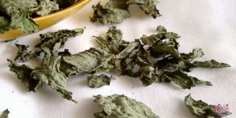 فوائد النعناع المجفف والطازج.. وكيفية استخدام كل منهما