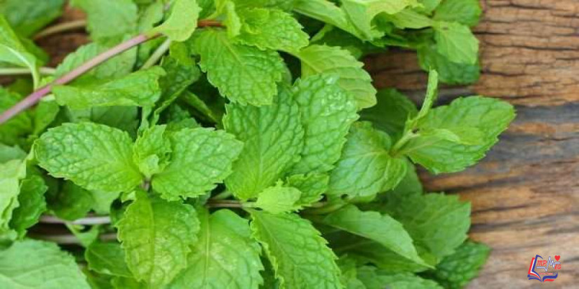 اضرار النعناع وآثاره الجانبية.. ولكن كيف تحصل على فوائده؟