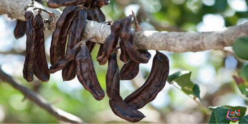 فوائد الخروب للرجيم .. بديل صحي للشيكولاتة يساعد على التخسيس