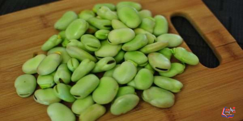 الفول الاخضر والرجيم .. فوائد الفول الأخضر لإنقاص الوزن وصحة القلب