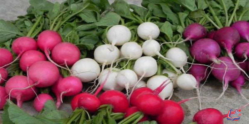 فوائد الفجل الاحمر للتخسيس .. وما هي فوائد الفجل الابيض للتخسيس أيضًا؟