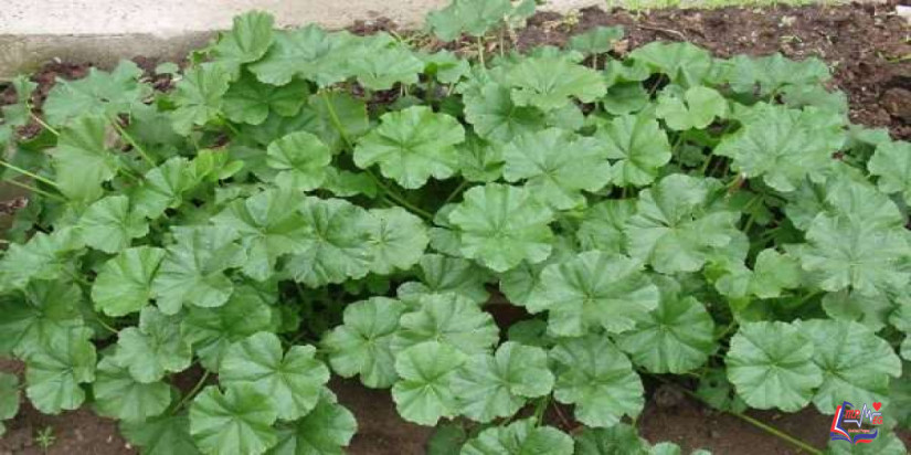 فوائد الخبيزة للتنحيف .. خضار ورقي يعزز الهضم ويمنع احتباس الماء