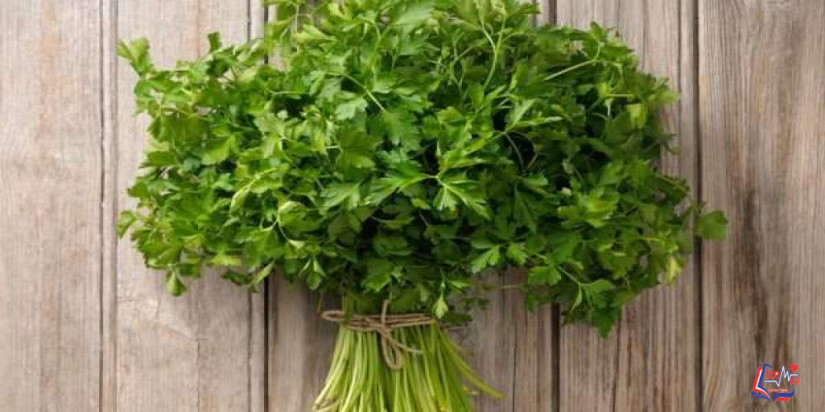 البقدونس للتخسيس .. كيف يمكن استخدام البقدونس للتنحيف ؟