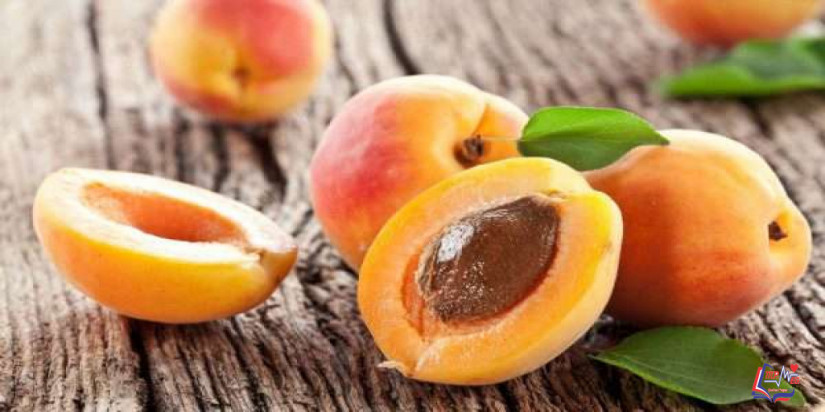 هل المشمش يزيد الوزن أم ينقصه؟ تعرف على الإجابة