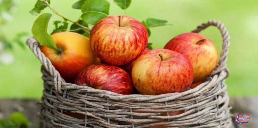 التفاح والرجيم .. فوائد التفاح لإنقاص الوزن والوقاية من الأمراض