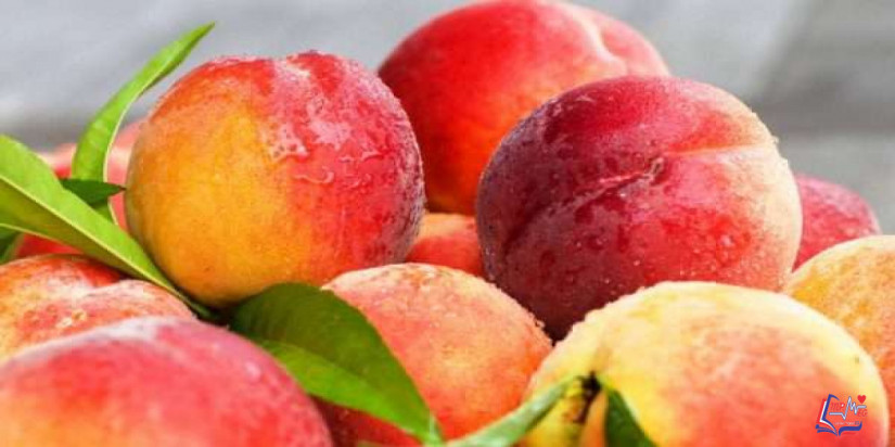 الخوخ والرجيم .. كيف يساعد الخوخ على التخسيس والوقاية من الأمراض؟