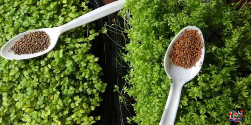 السر وراء فوائد حب الرشاد للتخسيس