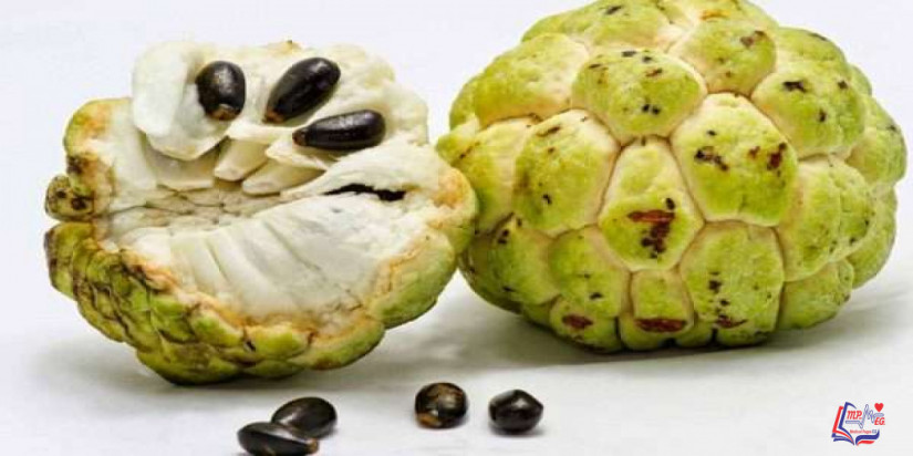 فوائد فاكهة القشطة وفاعلية فاكهة القشطة لعلاج السرطان