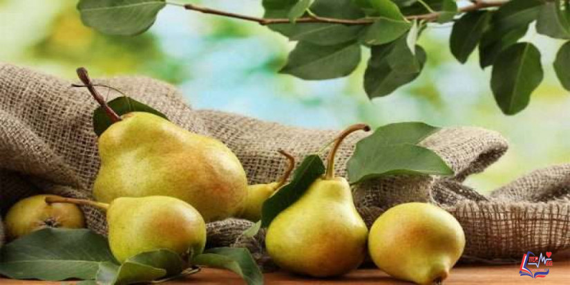 فوائد الكمثرى للرجيم والبشرة والشعر وللمرأة الحامل