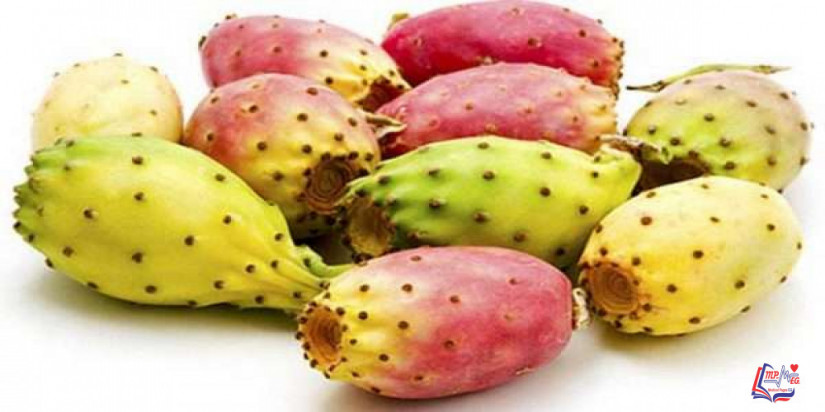 فوائد التين الشوكي الصحية وأضرار الإفراط في تناوله