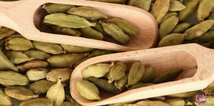 فوائد الحبهان