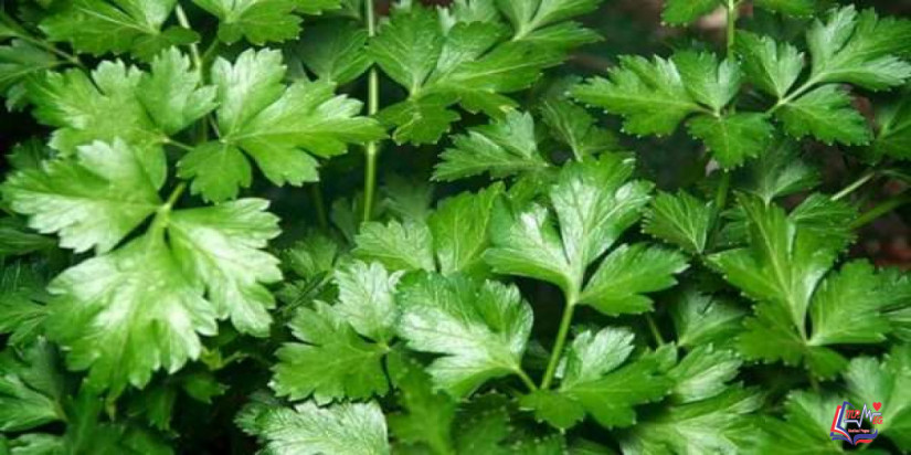 فوائد البقدونس المذهلة.. دليل شامل (محدث)