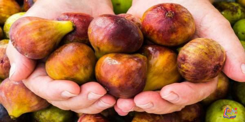 فوائد التين الصحية المذهلة لصحتك وأهميته لصحة العظام