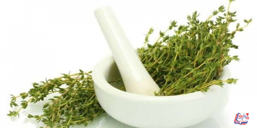 انفوجرافيك  تعرف على فوائد نبات الزعتر