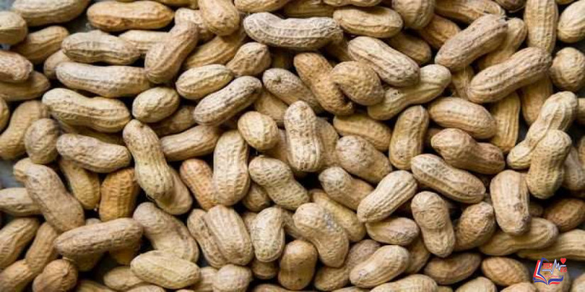 علاج جديد للحساسية من الفول السوداني