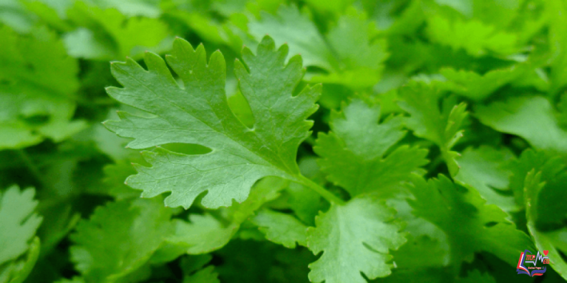 البقدونس يحمي الجسم من الإصابة بالأورام السرطانية