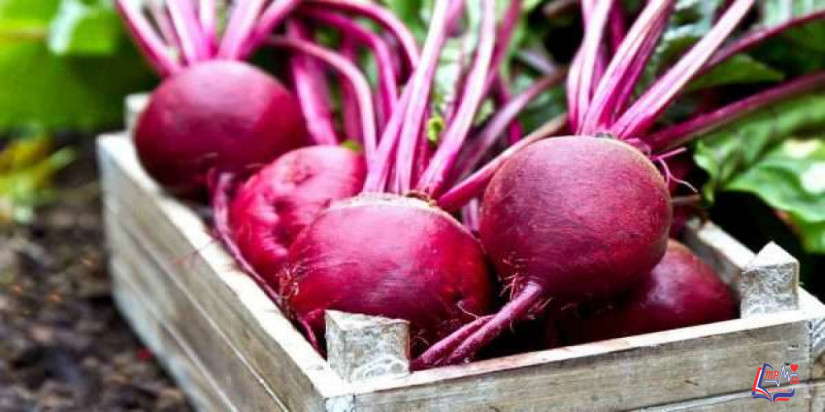 فوائد البنجر أو الشمندر المذهلة لصحتك