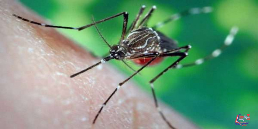 علاج قرص الناموس وأعراضه والأمراض التي ينقلها