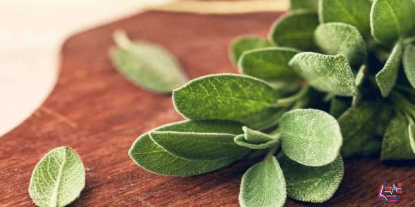 طريقة شرب الميرمية للحمل