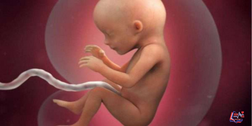 الحمل في الأسبوع العشرين