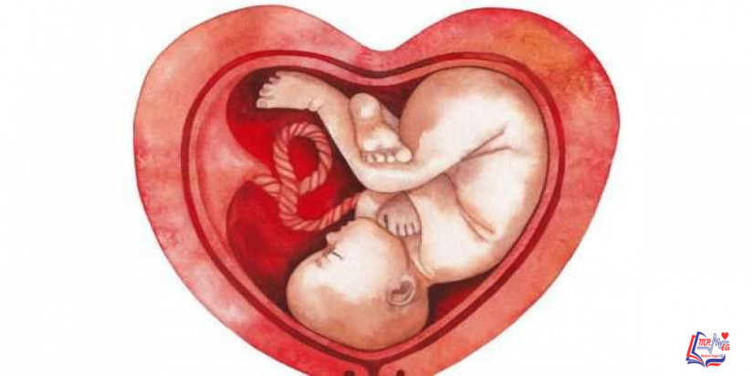 متى تتكون المشيمة عند الحامل