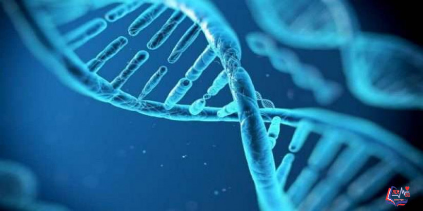 الصفات الوراثية للجنين