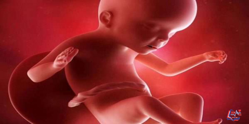 توقف نمو الجنين