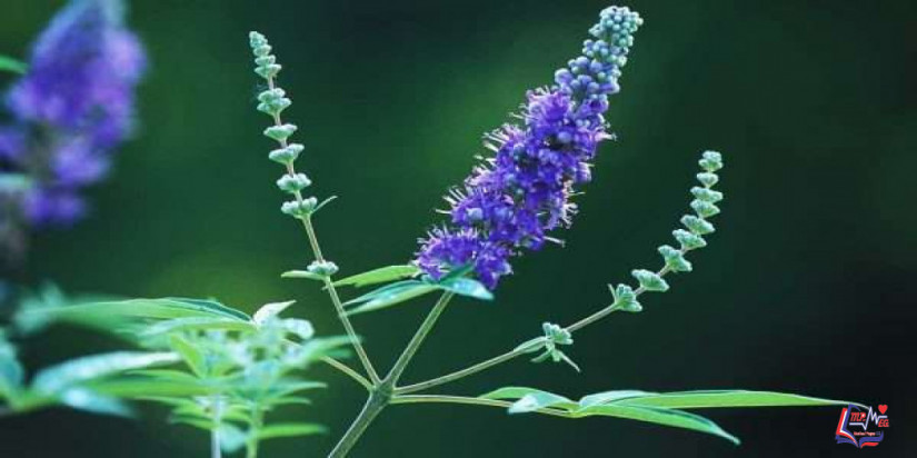 فوائد عشبة كف مريم لتسهيل الولادة