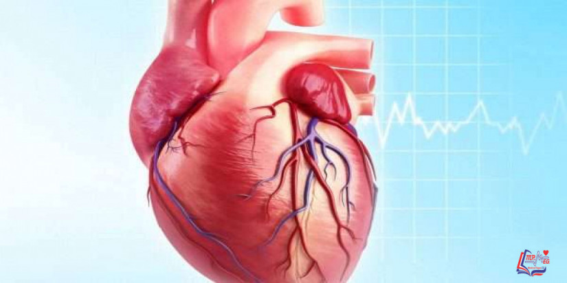 أعراض ضعف عضلة القلب وعلاجها